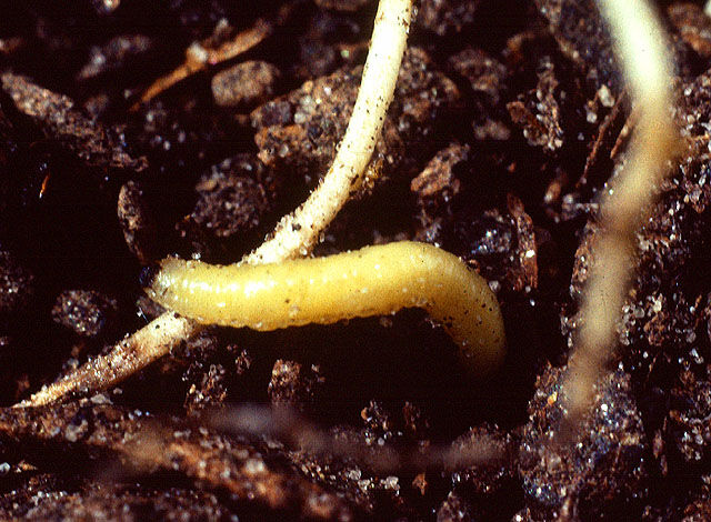 corn rootworm 2.jpg